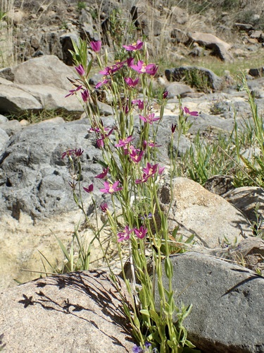 Image of Zeltnera arizonica by (c) Sue Carnahan, some rights reserved (CC BY)