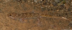 Pachydactylus capensis