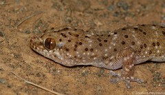 Pachydactylus capensis