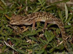 Pachydactylus mariquensis