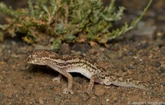 Pachydactylus mariquensis