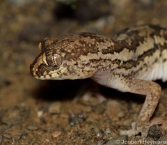 Pachydactylus mariquensis