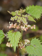 Urtica sykesii