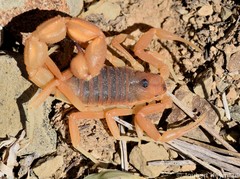 Parabuthus planicauda