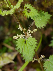 Urtica sykesii