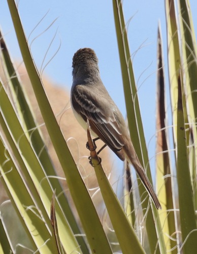 iNaturalist observation photo of Ash-throated Flycatcher