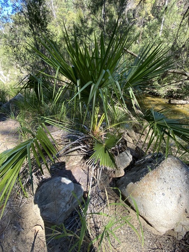 Livistona nitida, photograph 4
