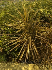 Dracaena reflexa angustifolia