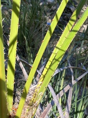 Livistona nitida, photograph (c) Martin Hannan-Jones, some rights reserved (CC BY)
