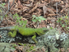 Sceloporus formosus