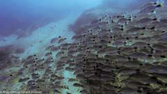 Haemulon maculicauda