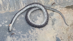 Pareas margaritophorus