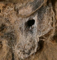 Filistata insidiatrix