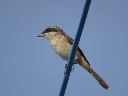 Lanius cristatus