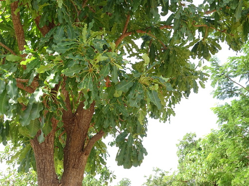 Shea Tree