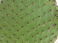 Opuntia huajuapensis