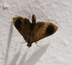 Almonia