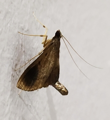 Almonia