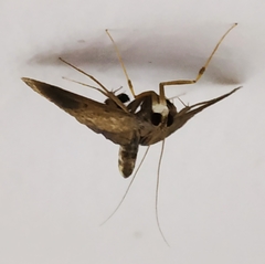 Almonia