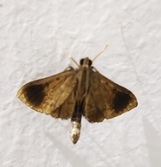 Almonia