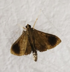 Almonia