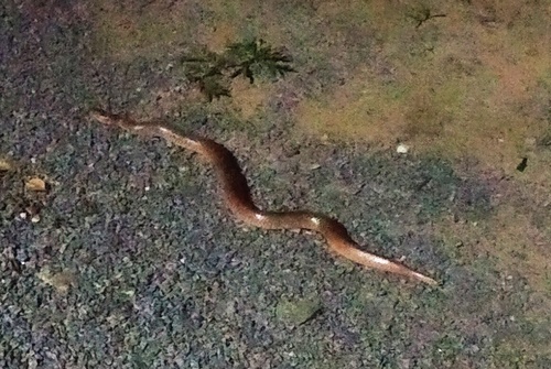 Eryx johnii
