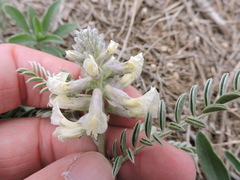 Sophora nuttalliana