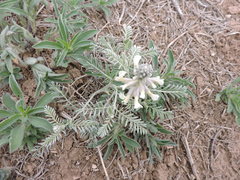 Sophora nuttalliana