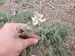 Sophora nuttalliana