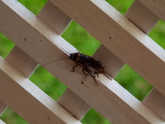 Periplaneta australasiae image