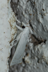 Eschata
