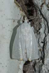Eschata