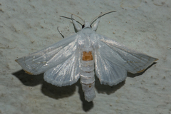 Eschata