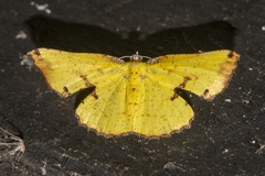 Corymica