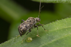 Charagochilus longicornis