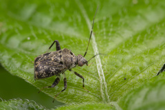 Charagochilus longicornis