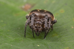Araneus nox