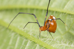 Argyrodes flavescens