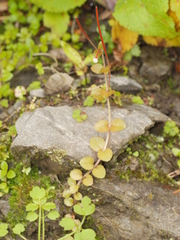 Epilobium rotundifolium