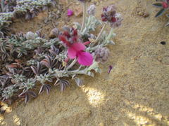 Indigofera meyeriana