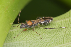 Artemidorus sobrinus