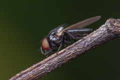 Silba