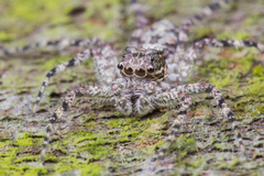 Phaeacius malayensis