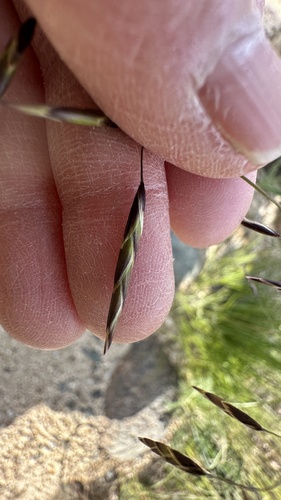 Geyer's Oniongrass (Melica geyeri)