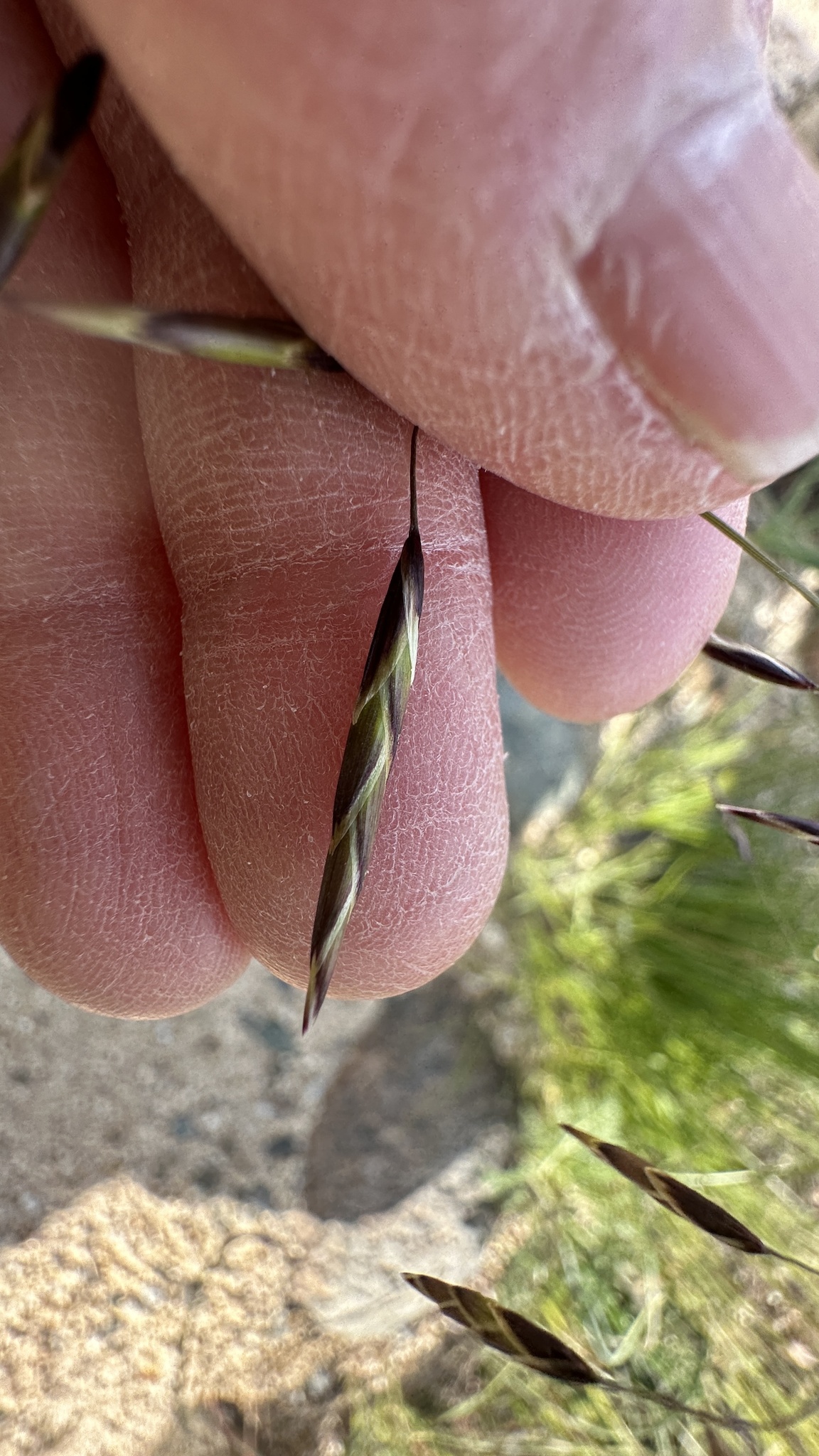 Geyer's Oniongrass (Melica geyeri)