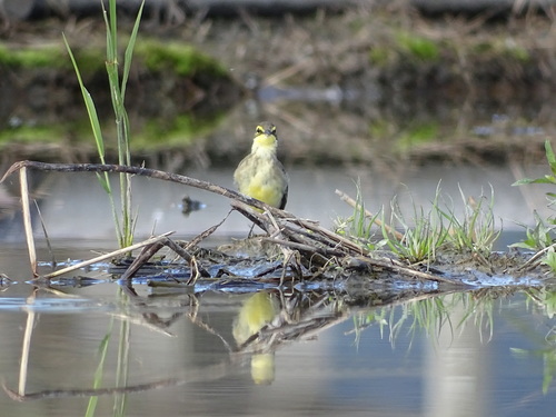 Motacilla tschutschensis