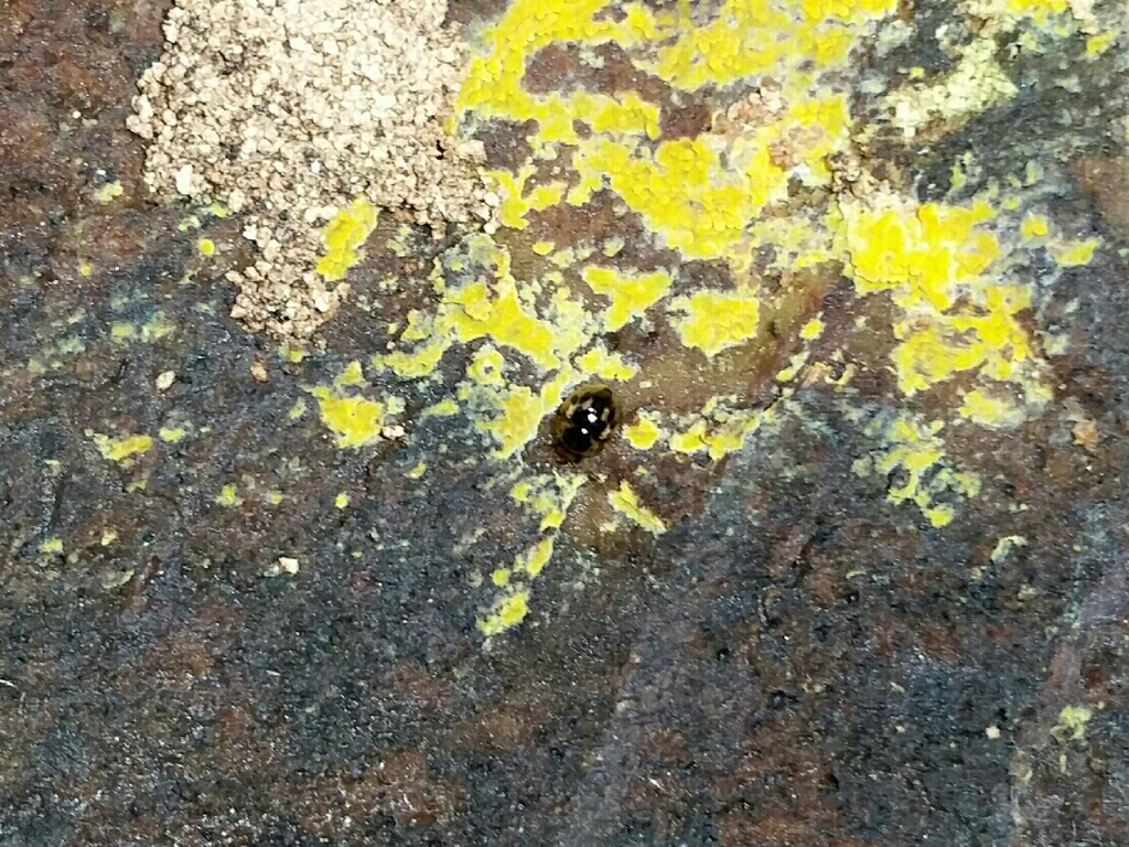 Agathidium maculosum
