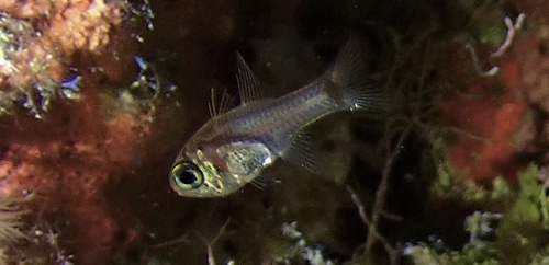 Dusky cardinalfish (Phaeoptyx conklini) — Apogonidae — 5
