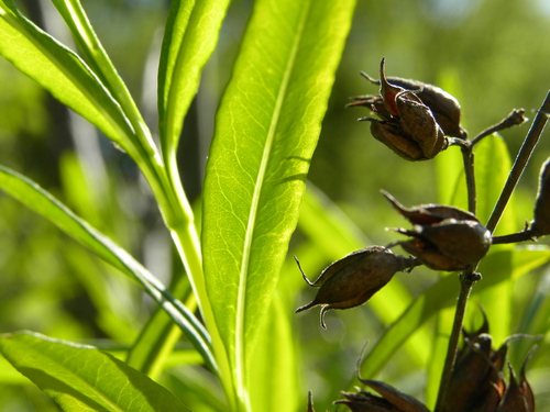 Shrubby St. Johnswort (Hypericum prolificum)