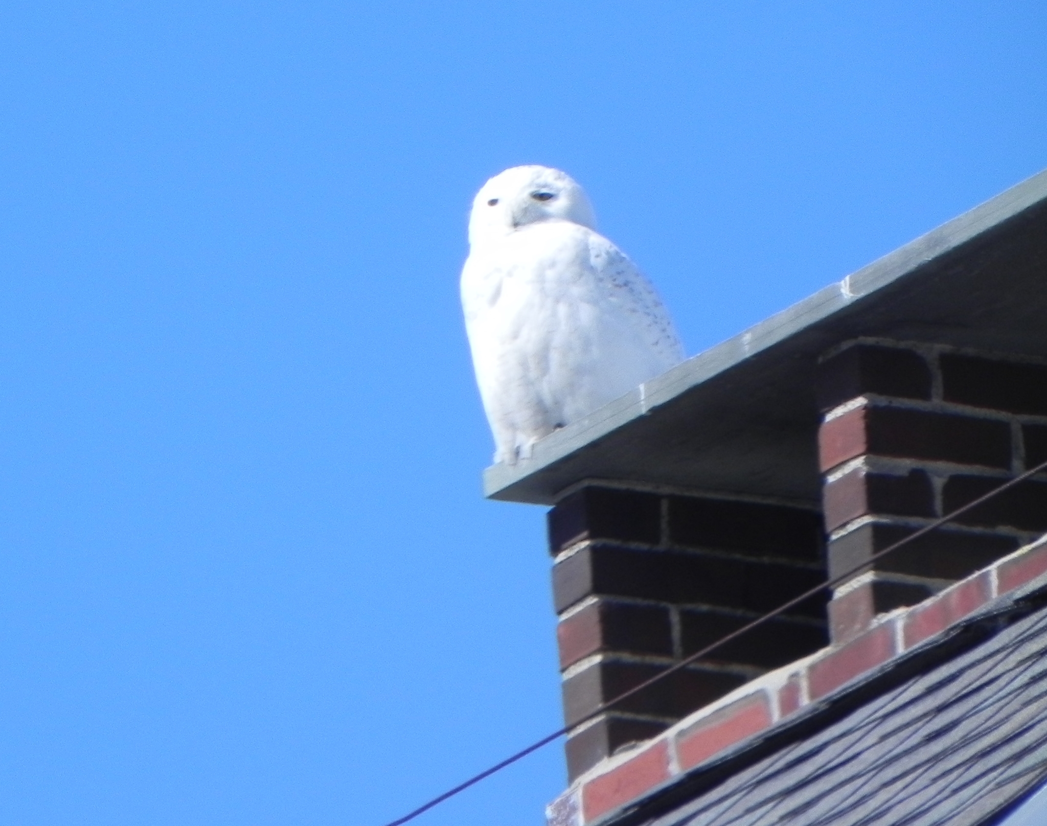 Snowy Owl
